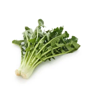 achicoria