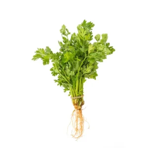 cilantro (paquete)