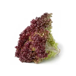 lechuga crespa morada (unidad)